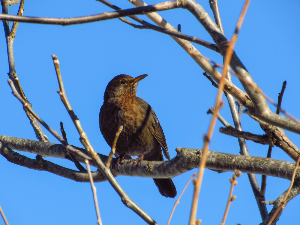 Common Blackbird
