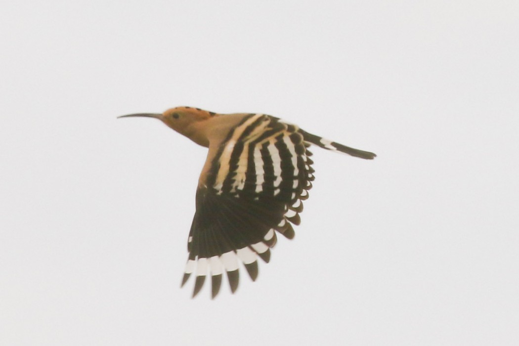 Common Hoopoe
