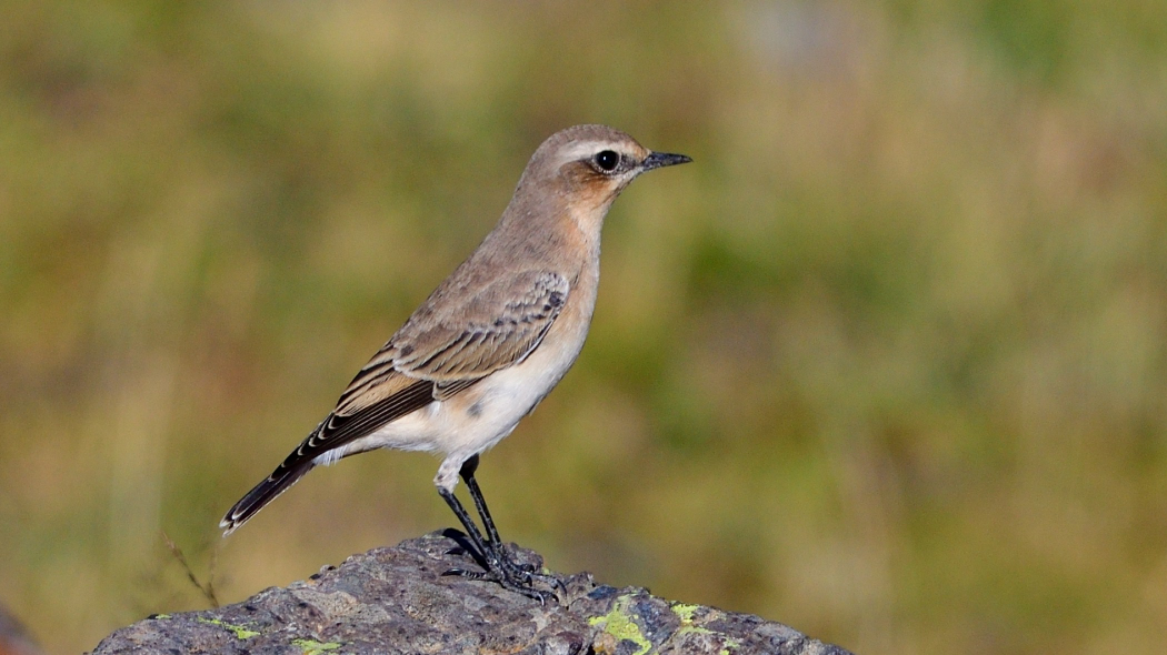 Northern Wheatear