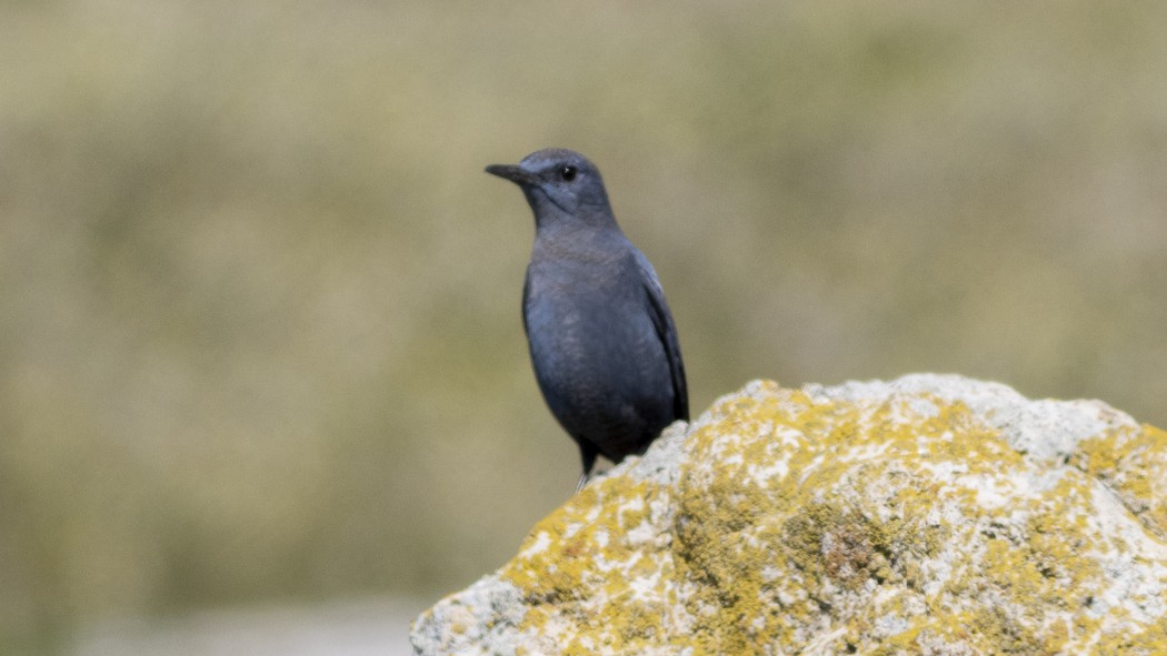 Blue Rock Thrush