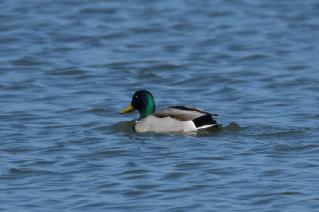 Mallard