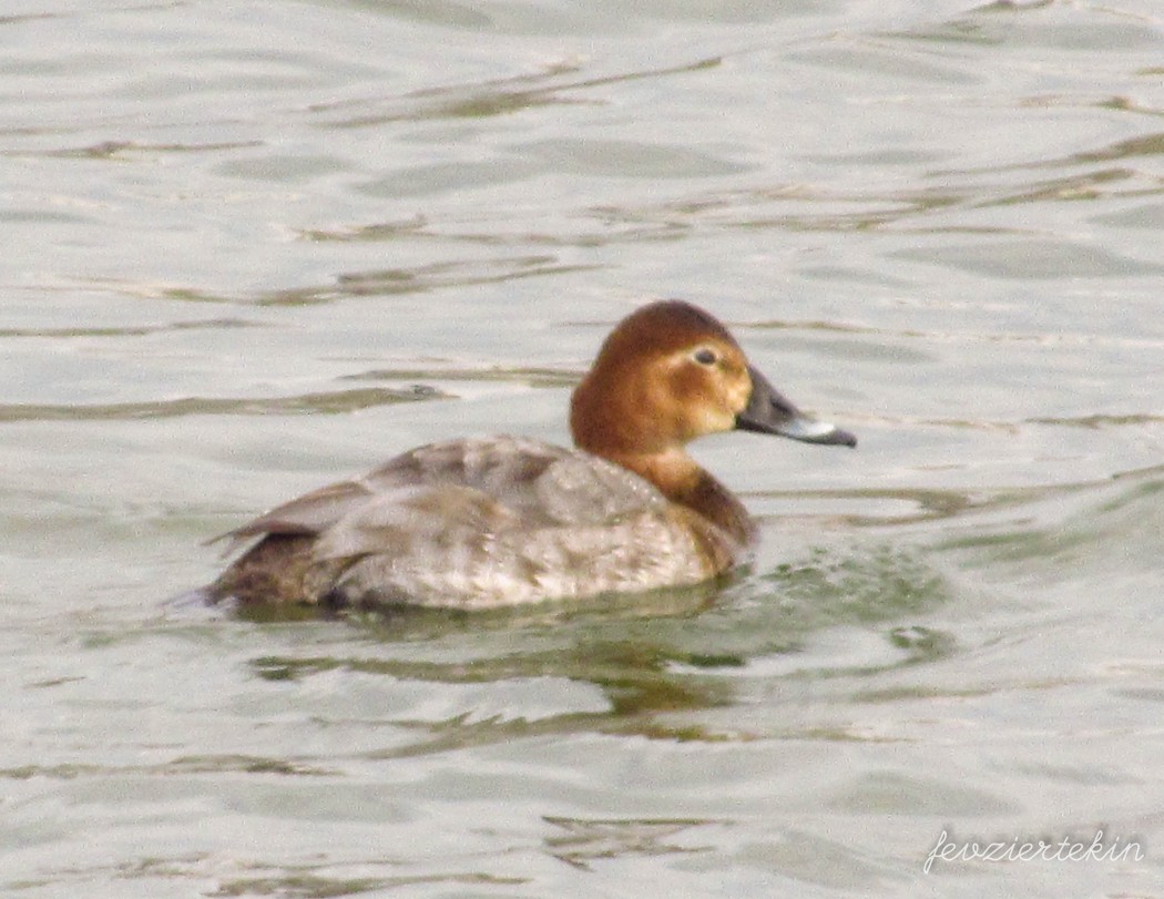 Common Pochard