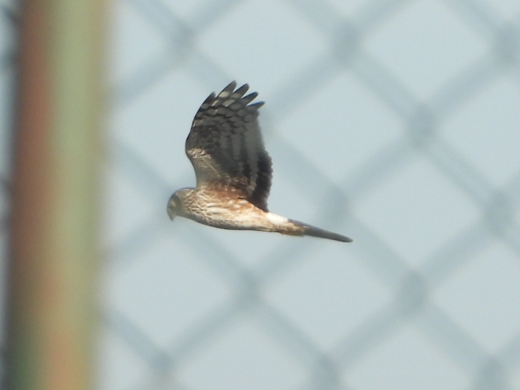 Hen Harrier