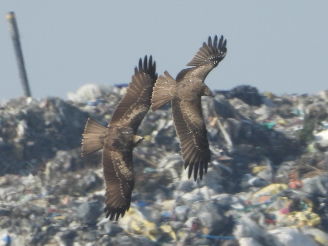 Black Kite