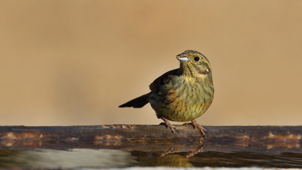 Cirl Bunting