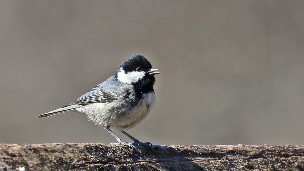 Coal Tit