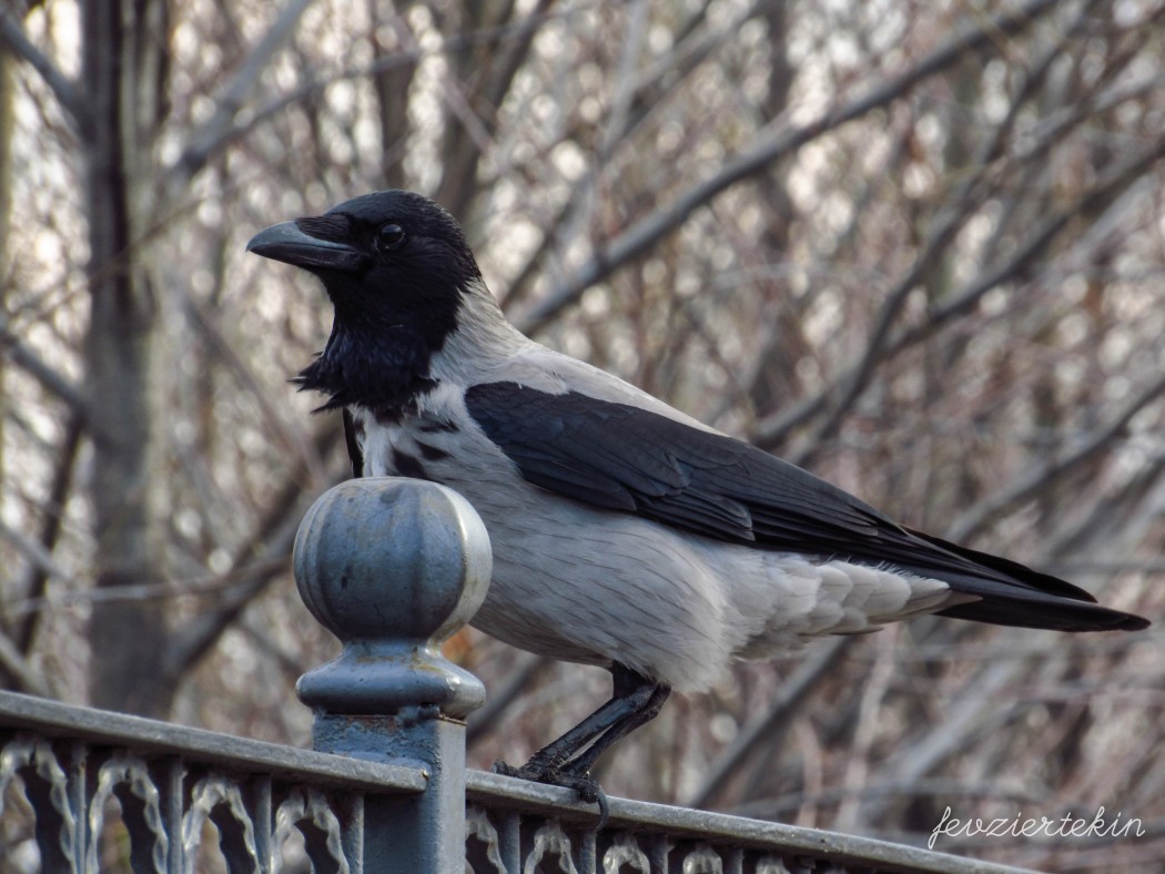 Hooded Crow