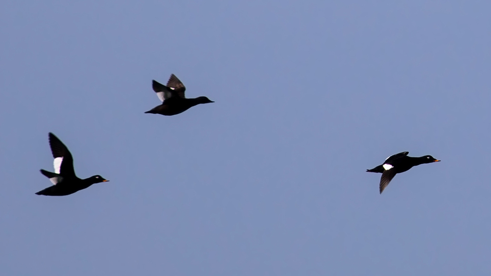 Velvet Scoter