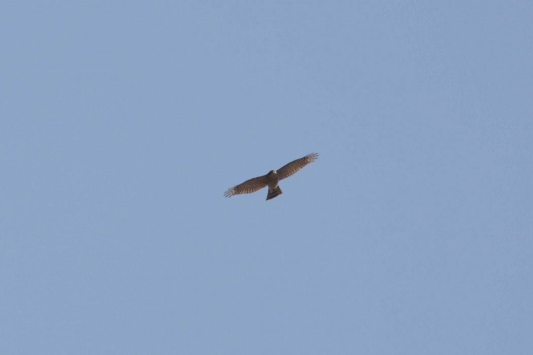 Atmaca