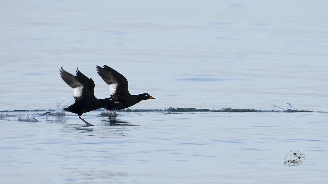 Kadife ördek