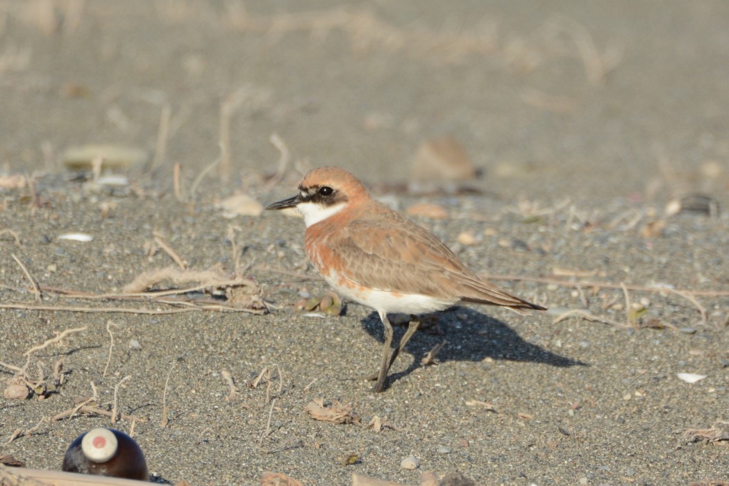 Büyük cılıbıt