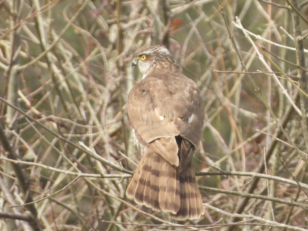 Atmaca