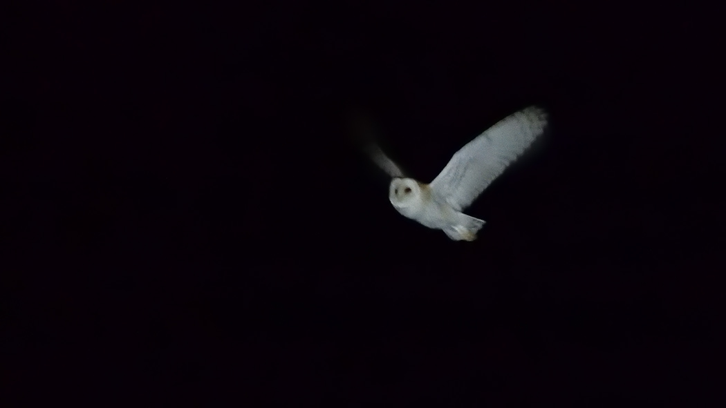Peçeli baykuş