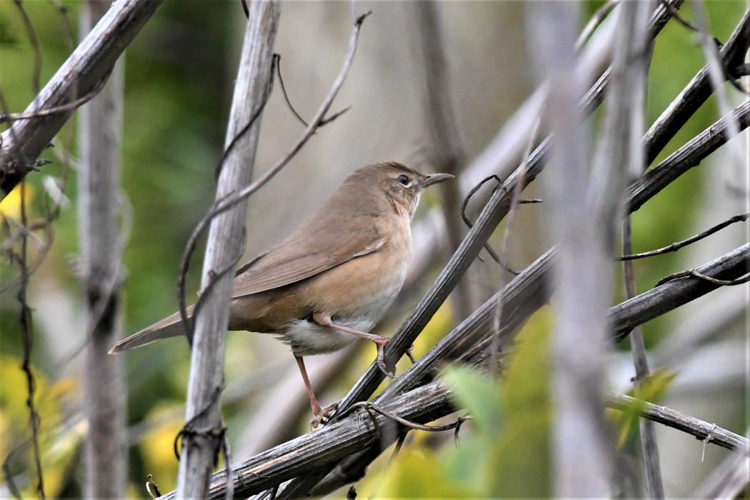 Savi`s Warbler