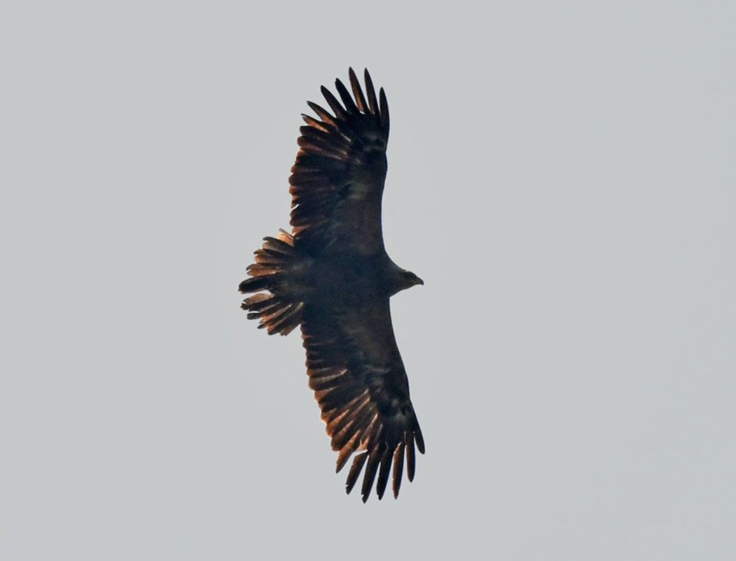 Şah kartal