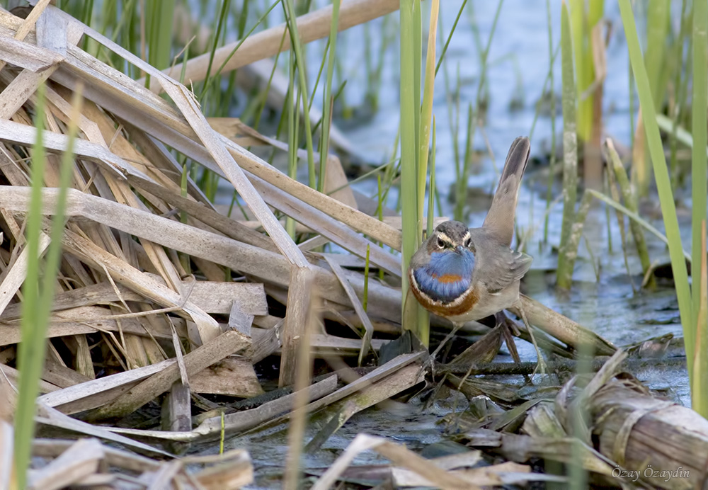 Bluethroat