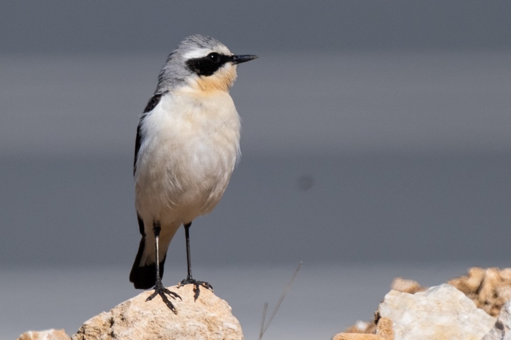 Northern Wheatear