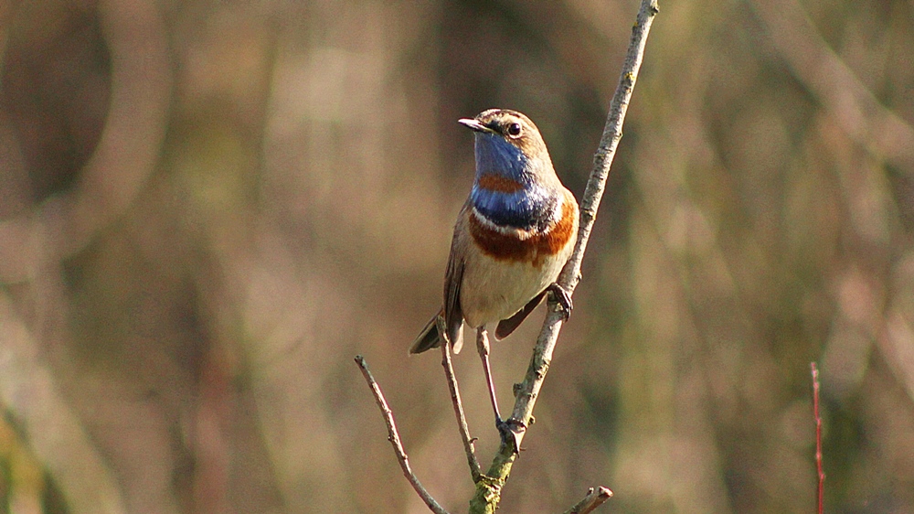 Bluethroat