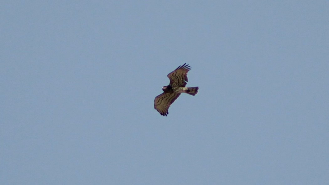 Short-toed Snake Eagle