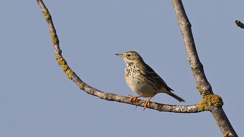 Meadow Pipit
