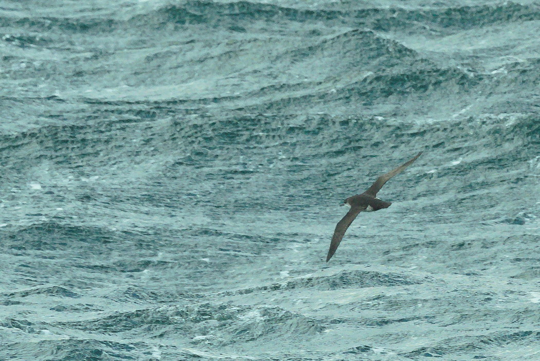Yelkouan Shearwater