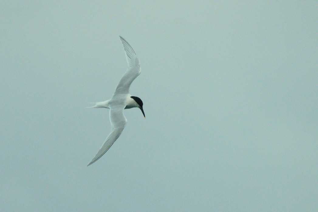 Sandwich Tern