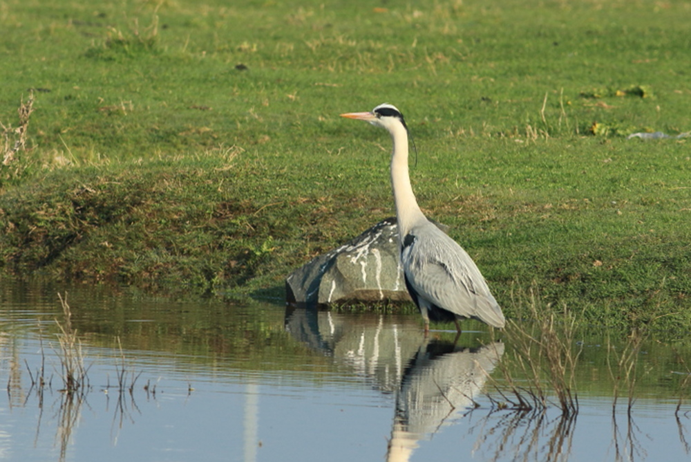 Grey Heron