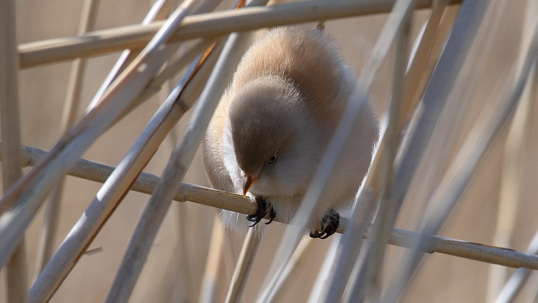 Bearded Reedling