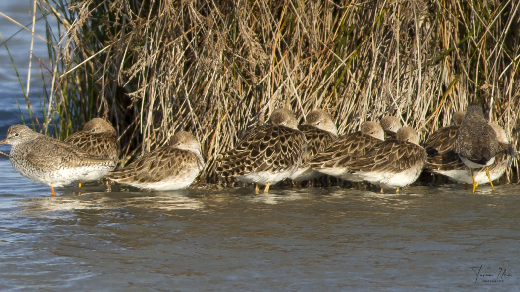 Lesser Yellowlegs