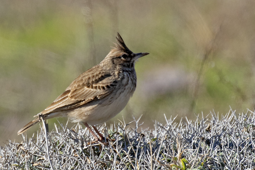 Crested Lark
