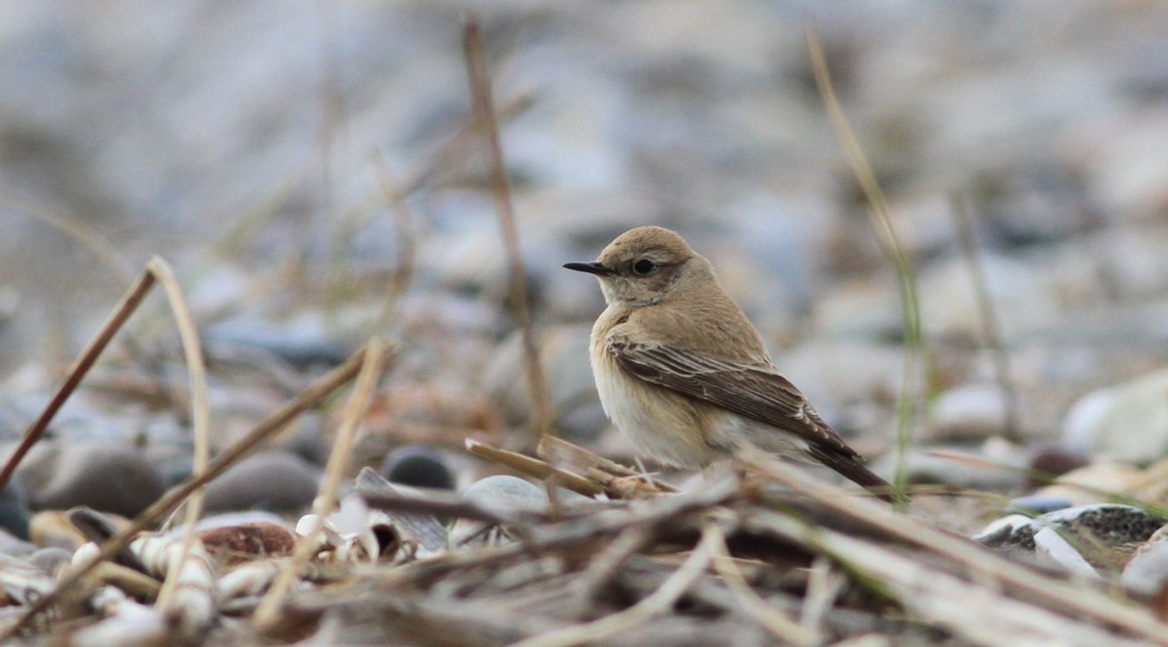 Desert Wheatear