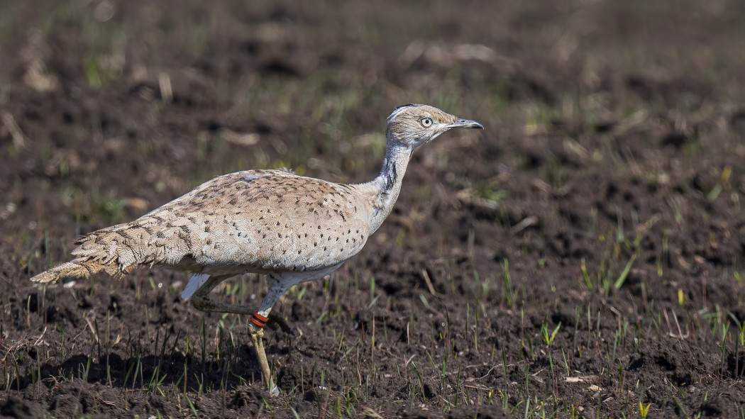 Asian Houbara