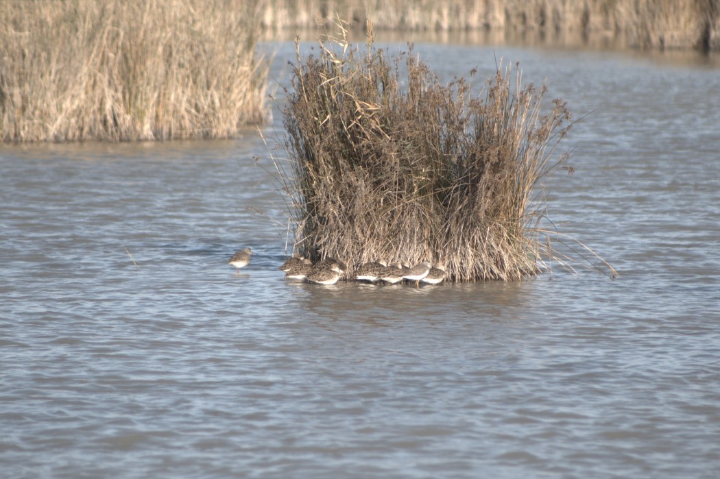 Lesser Yellowlegs