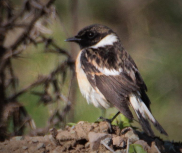 Siberian Stonechat