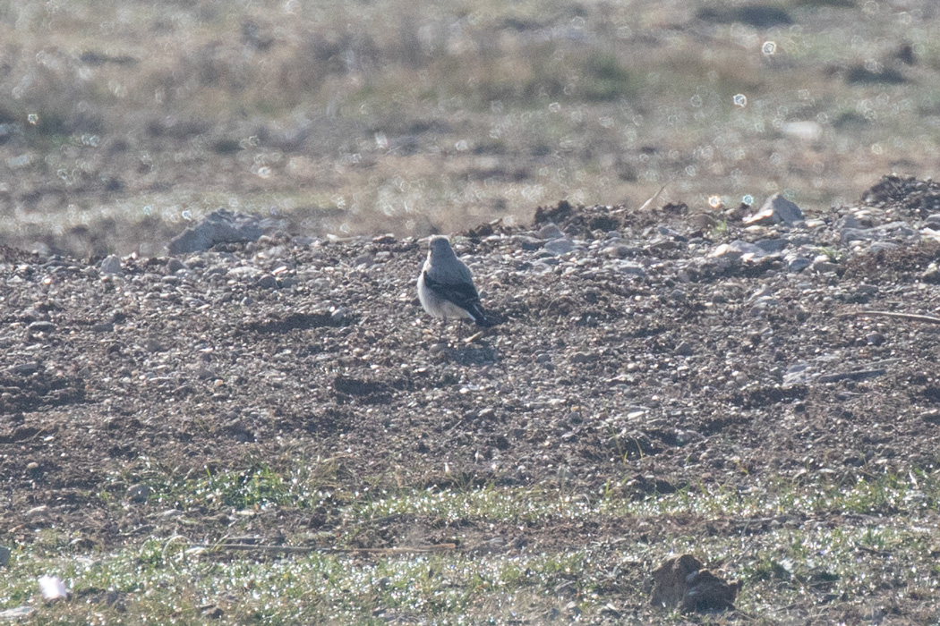 Northern Wheatear