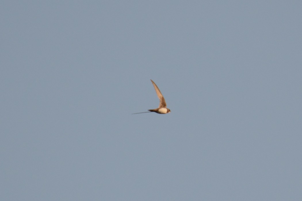 Alpine Swift