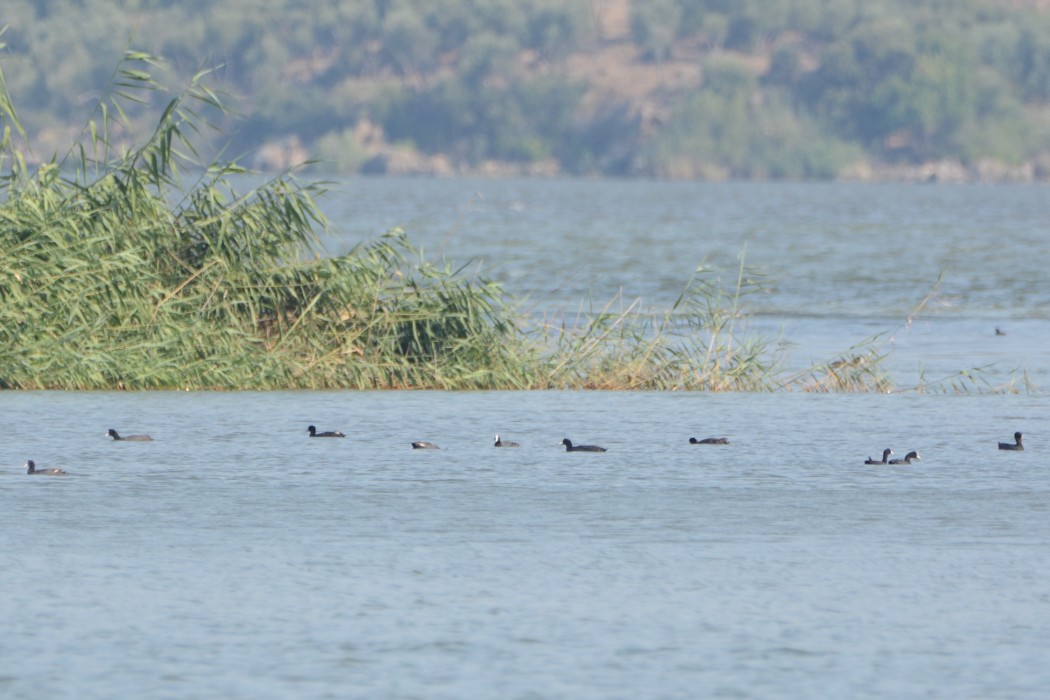 Eurasian Coot