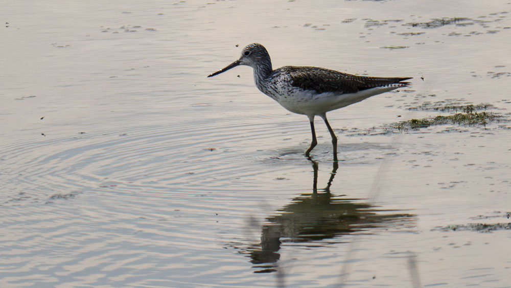 Common Greenshank