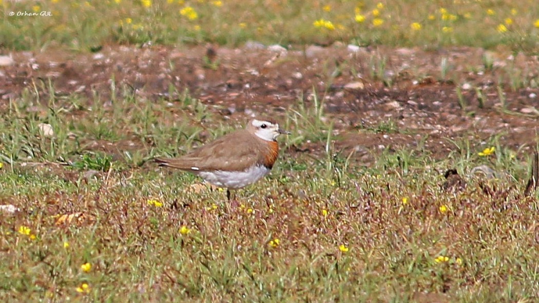 Caspian Plover