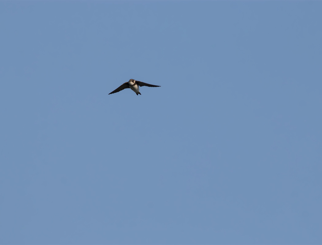 Sand Martin