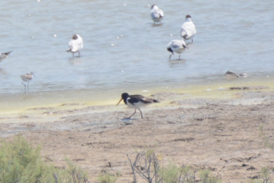 Eurasian Oystercatcher