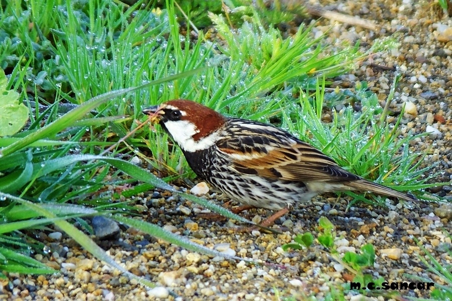 Spanish Sparrow