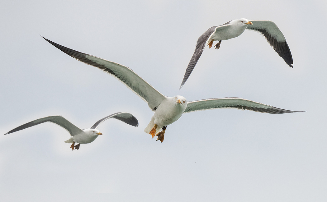 Yellow-legged Gull