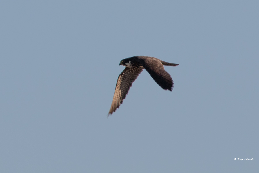 Delice Doğan