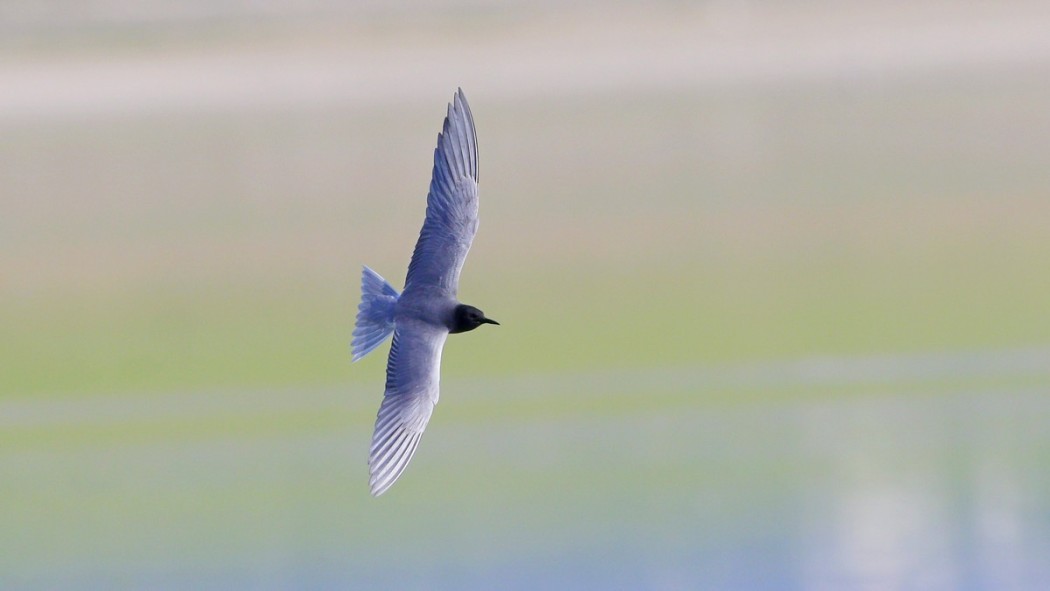 Black Tern