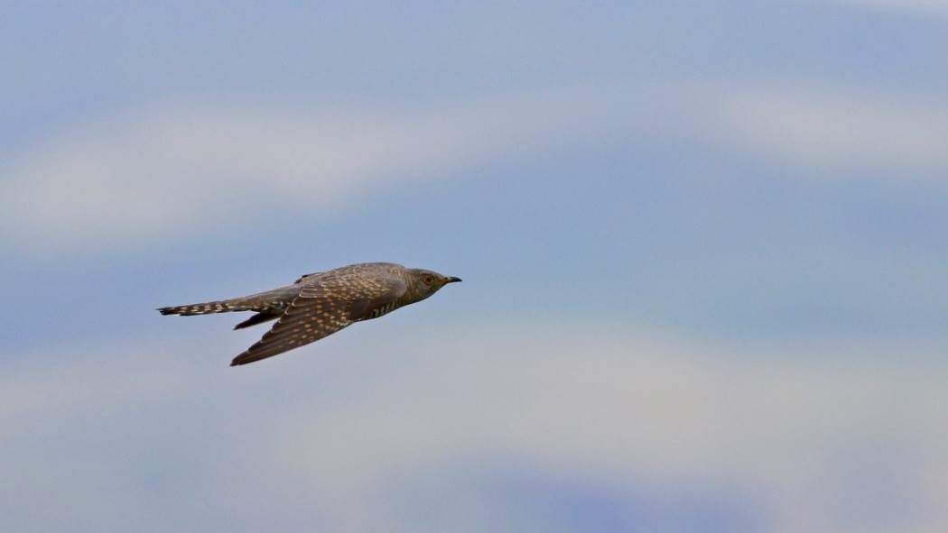 Common Cuckoo