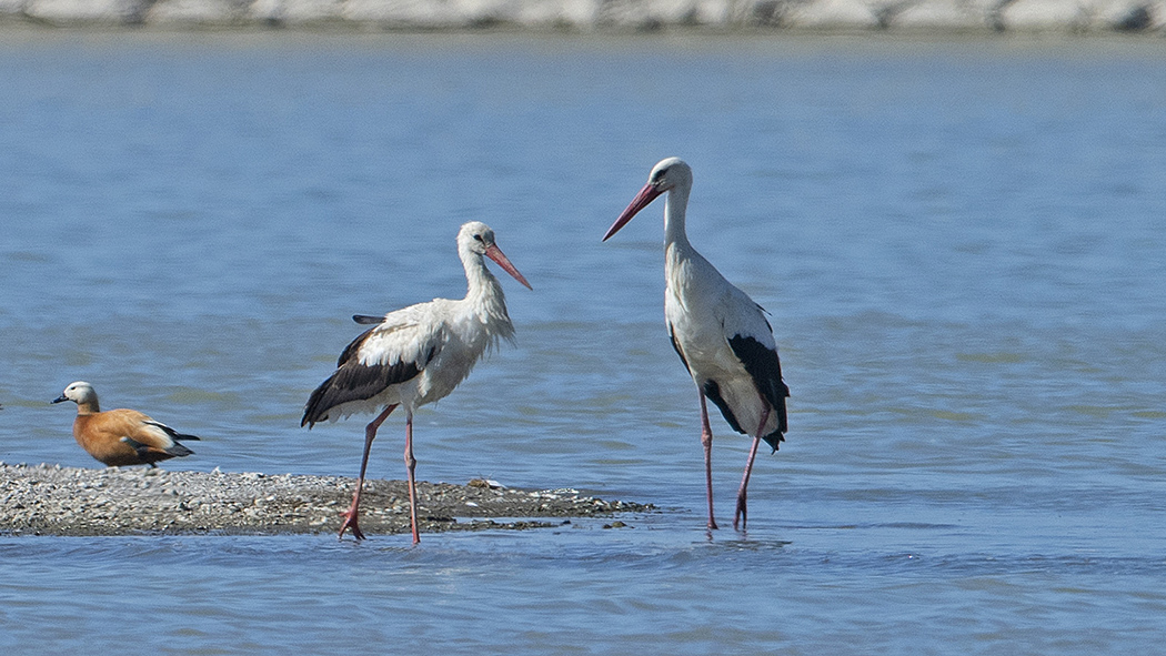 White Stork