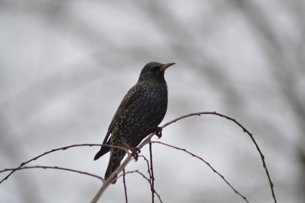 Common Starling