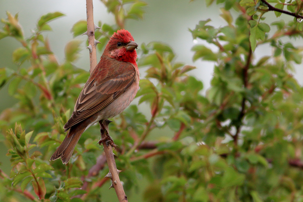 Common Rosefinch