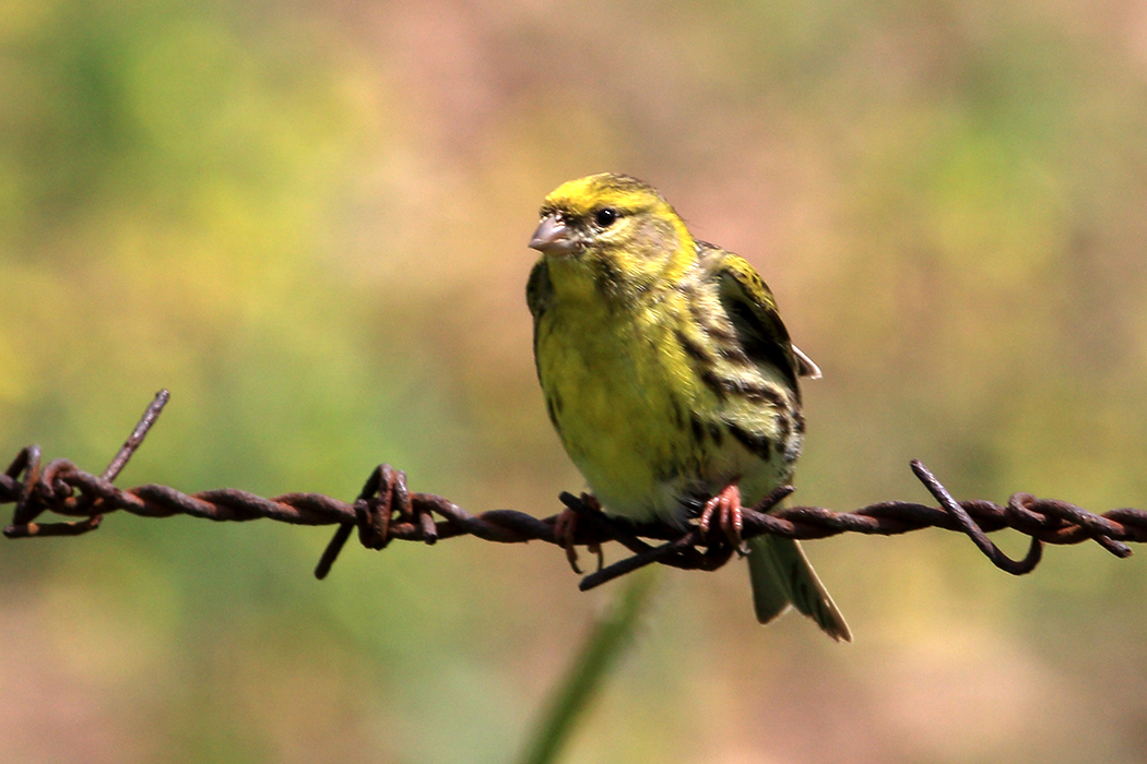 European Serin